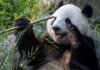 Заміна Homo sapiens уже готується: панди вперше взяли у свої лапи інструмент