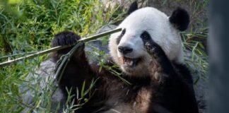 Заміна Homo sapiens уже готується: панди вперше взяли у свої лапи інструмент