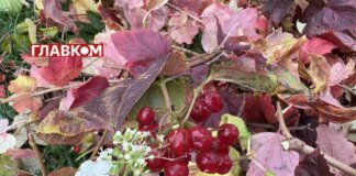 В Україні хмарно та місцями дощитиме: погода на 21 листопада 2025