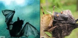 Майже на всіх континентах Землі павуки ловлять і поїдають кажанів: виняток — Антарктида (відео)