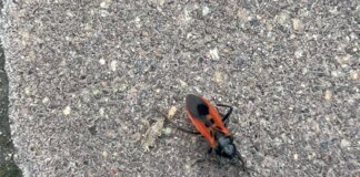 На Київщині дитину вкусив клоп-убивця