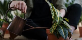 Ці п’ять домашніх рослин допоможуть назавжди забути про цвіль (фото)