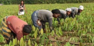 Лише одна країна світу може прогодувати себе самостійно: дослідження