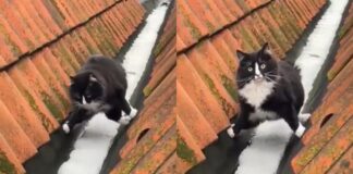 “Береже лапки”: пухкий котик став інтернет-зіркою завдяки “акробатиці” на даху будинків (відео)