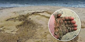 В Чорному морі зафіксували маслянисту плівку після російської атаки на цистерни з олією – ЦПД