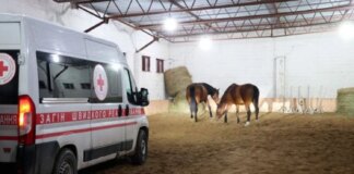 Рятувальна операція на Харківщині: 19 коней евакуйовано з прифронтової зони