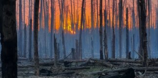 Довкілля та війна: що відбувається з українськими лісами, степами та заповідниками