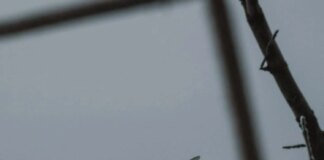 Генштаб про ситуацію на фронті: відбулось 117 бойових зіткнень, ворог запустив понад 4,6 тис. дронів-камікадзе