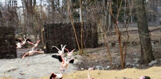 У київському зоопарку розповіли, як після суворої зими відновлюються фламінго