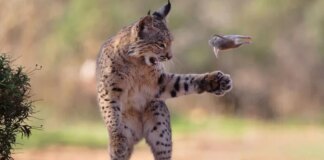 «Літаючий гризун» та рись: визначено найкраще фото дикої природи за 2026 рік