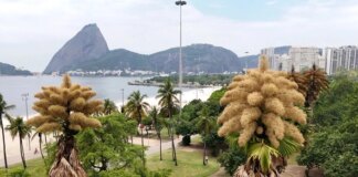 Пальми, що квітнуть раз у житті. У Бразилії сталося рідкісне явище (фото)