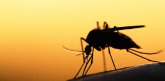 Львів’янка під час відпочинку на Мальдівах підхопила екзотичну хворобу