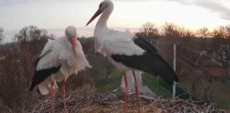 У відомому лелечому гнізді на Полтавщині оселилася нова пара замість Грицика й Одарки