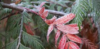 Синоптики попередили про небезпечні заморозки у Києві та області 21-22 квітня