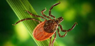 У Києві починається пік активності кліщів – вже зафіксовано 12 випадків хвороби Лайма
