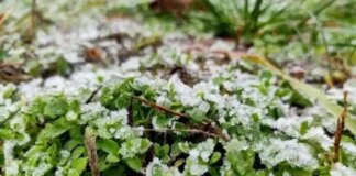 Заморозки в Україні: коли та де вдарять морози до -3°C