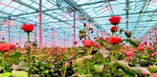 Трояндова економіка. Як виживає квітковий бізнес під час війни: три історії