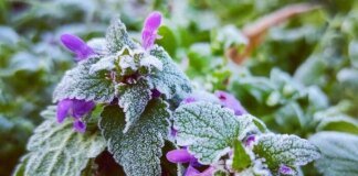 До України повертається зима: синоптикиня попередила про сніг і нову хвилю холоднечі