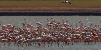 Тропічне диво на півдні України: на Одещині науковці зафільмували рожевих фламінго (відео)