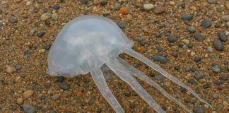 Окупанти планують масове винищення медуз в Азовському морі