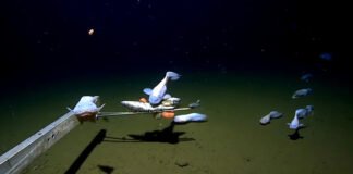 Життя на глибині 10 кілометрів: учені знайшли 108 істот у западинах Тихого океану