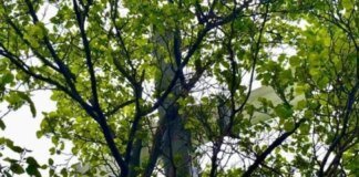 У Миколаєві ворожий дрон впав на дерево і не вибухнув