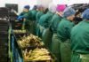 ВПО “дешевші” втричі, але бізнес обирає мігрантів: у чому парадокс