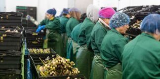 ВПО “дешевші” втричі, але бізнес обирає мігрантів: у чому парадокс