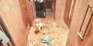 У Києві жінку, яка тримала у квартирі вовка та лисицю, судитимуть за жорстоке поводження з тваринами. Їй загрожує три роки за ґратами