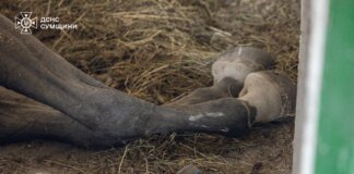 рф атакувала кінно-спортивну школу у Сумах, де проходили заняття для дітей, загинули тварини