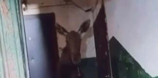 Лось забрів у під'їзд багатоповерхівки у Києві – його повернули до лісу