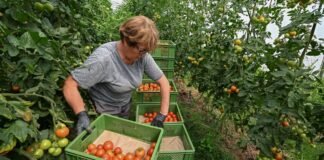 Туреччина тримає 63% імпорту томатів: що заважає Україні вирощувати помідори взимку
