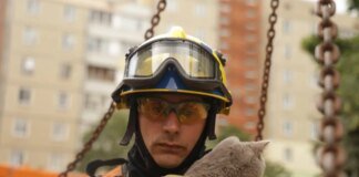 "Є місце для добра". У Києві врятували кота з пошкодженої квартири після обстрілу рф