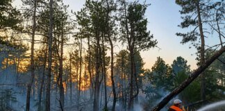 Аномальна спека спричинила детонацію мін та пожежі у лісах Херсонщини