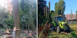 У Києві спалахнув конфлікт через вирубку дерев на Теремках: що кажуть жителі, влада та поліція