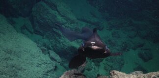 Науковці знайшли у Карибському морі химерну істоту із котячими очима