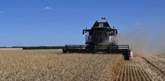 Російські аграрії опинилися на межі кризи після ударів по портах