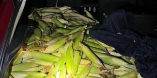У Німеччині трьох українців викрили на крадіжці кукурудзи з поля