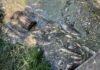 Вода з водойм Борщагівки: що показали перші аналізи після загибелі трьох тонн риби