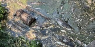 Вода з водойм Борщагівки: що показали перші аналізи після загибелі трьох тонн риби